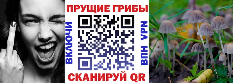 Купить где  Салаир  Псилоцибиновые грибы прущие грибы 